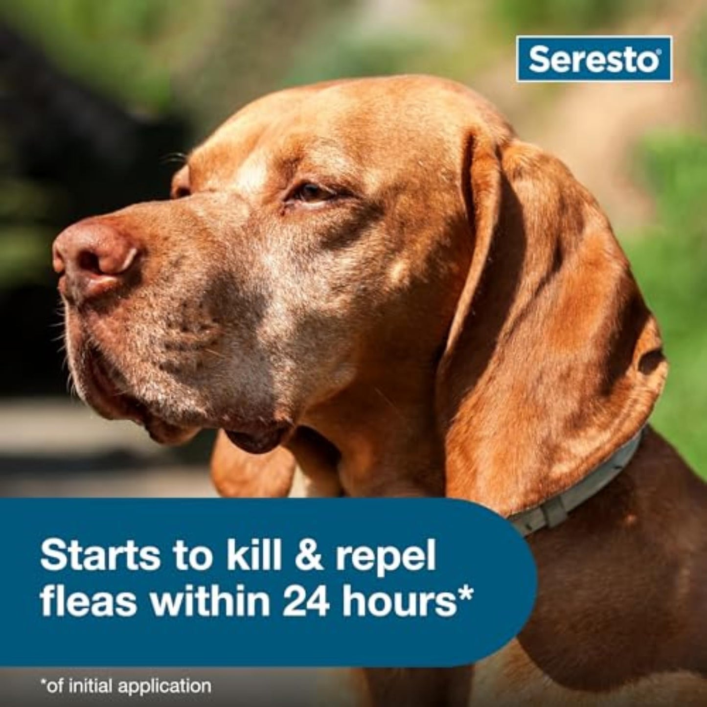 Seresto Flea & Tick Collar For Dogs Over 18 lbs., Treatment & Preventi