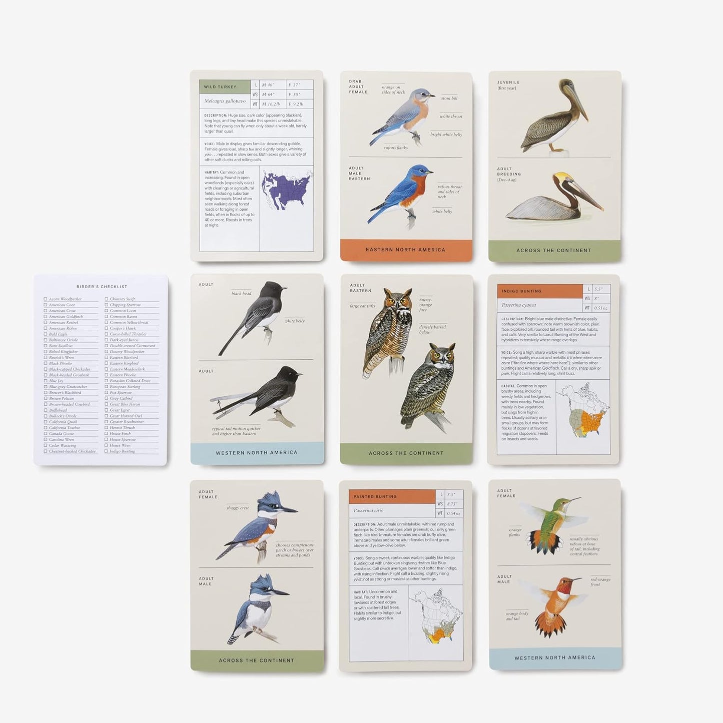 Sibley Backyard Birding Flashcards, Revised and Updated: 100 Common Birds of Eastern and Western North America (Sibley Birds)