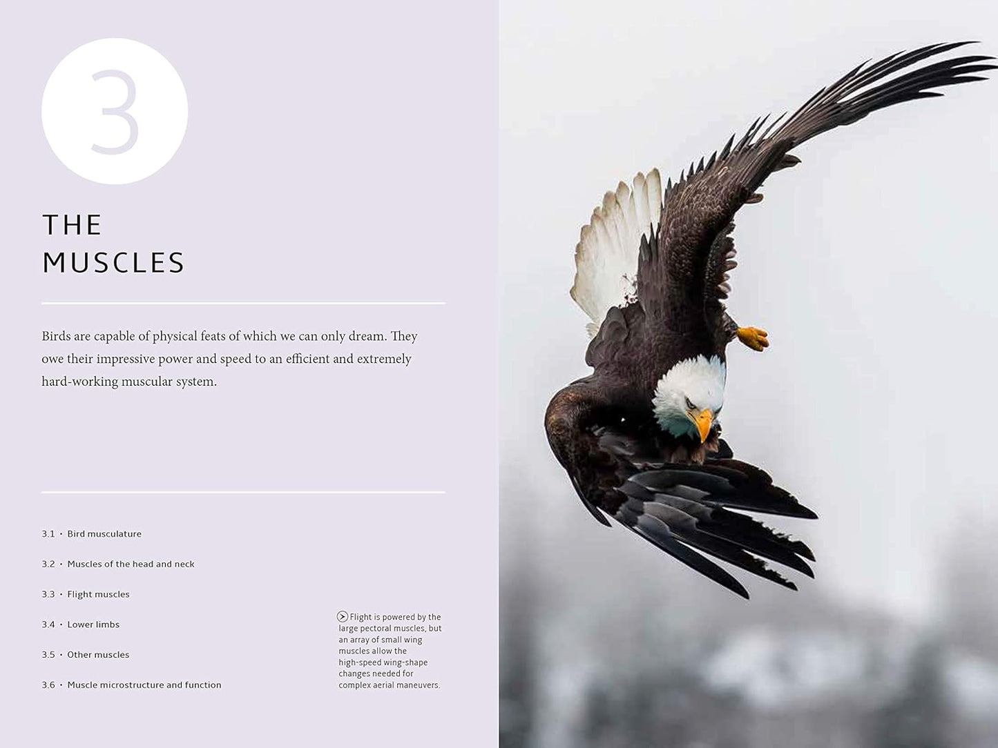 How Birds Work: An Illustrated Guide to the Wonders of Form and Function―from Bones to Beak (How Nature Works)