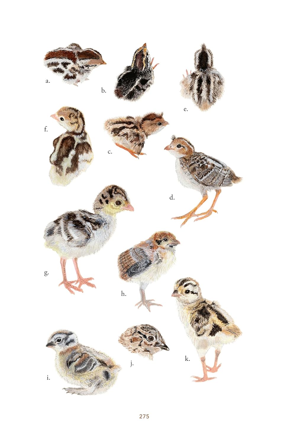 Baby Bird Identification: A North American Guide