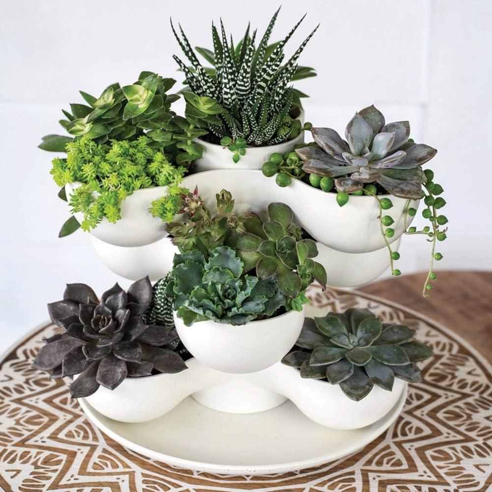 The HC Companies 8 Inch Round Stacking Decorative Indoor Pixie Succule