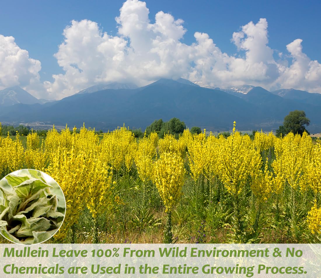 ULTHMOK Premium Mullein Leaf Tea,50 Tea Bags.for Lungs Cleanse and Respiratory Support, No Additives & Caffeine Free.