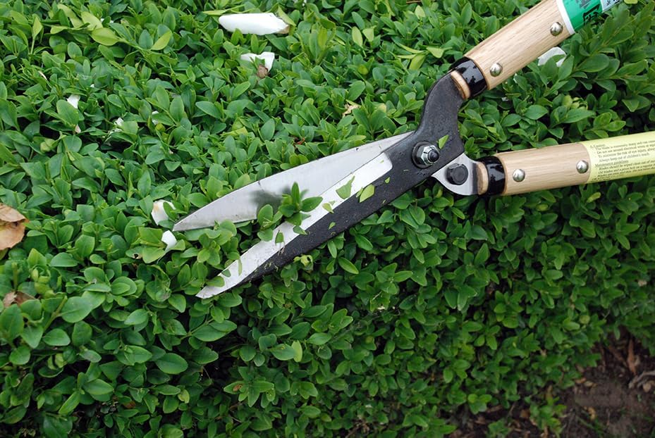 Okatsune Precision Hedge Shears 6" Blade, 20" total length