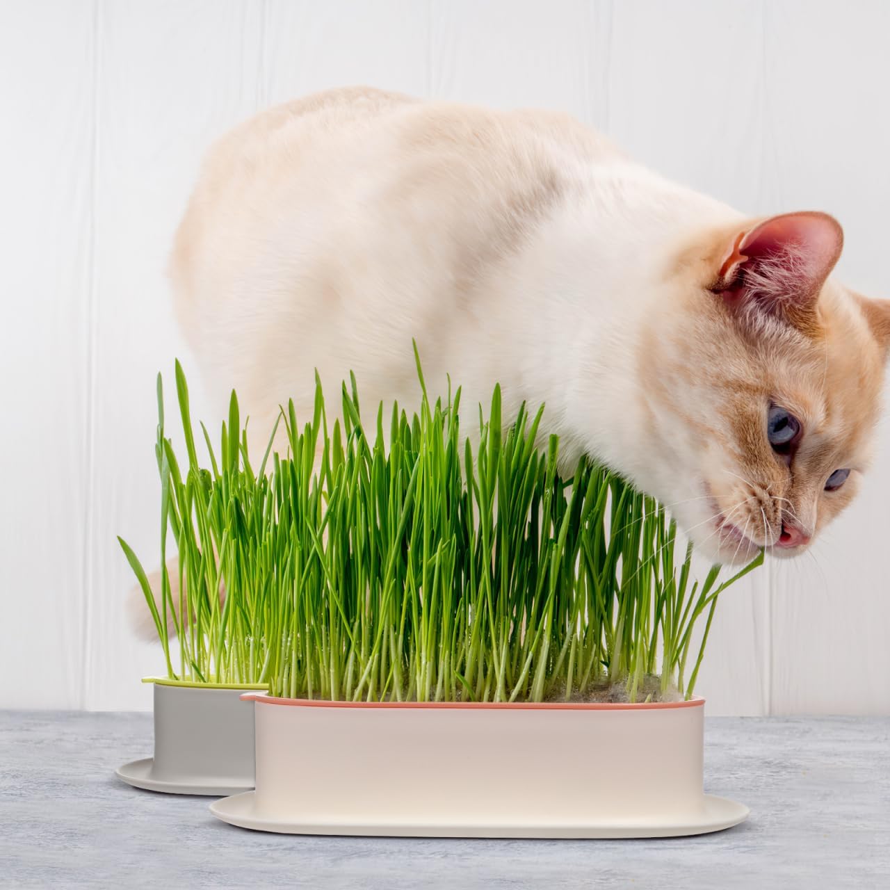 Hydroponic Cat Grass Planter Indoor Soilless Growing Box with Large Water Reservoir Practical Cat Plant Pot for Easy Home Cultivation 7.44X4.84X1.77In
