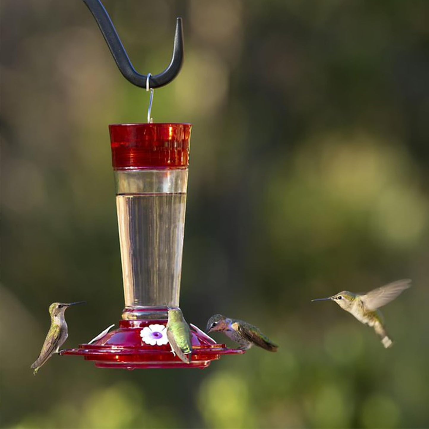 More Birds Bird Health+ Ruby Red Glass Hummingbird Feeders for Outdoors, 4 Feeding Stations, 10 oz + Perky-Pet 522 Ready-to-Use Clear Hummingbird Nectar in 4 Cans, 16 oz Each Recyclable Aluminum Can