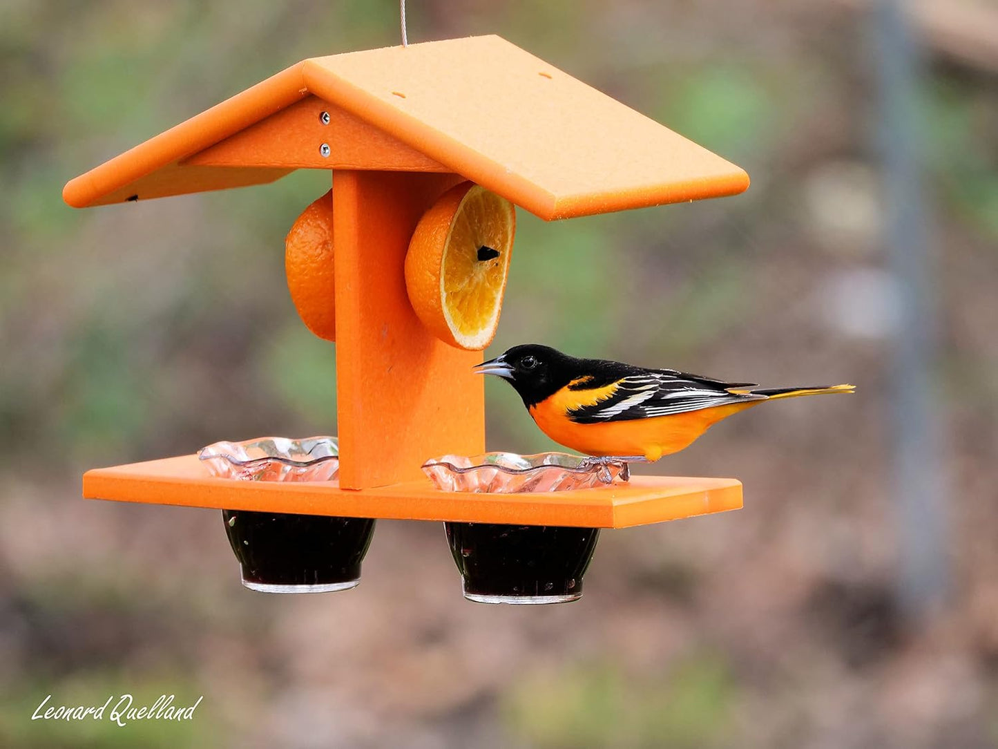 AmishToyBox.com Oriole Bird Feeder, Double-Cup Jelly Oriole Feeder with Pegs for Orange Halves (Black/Orange)