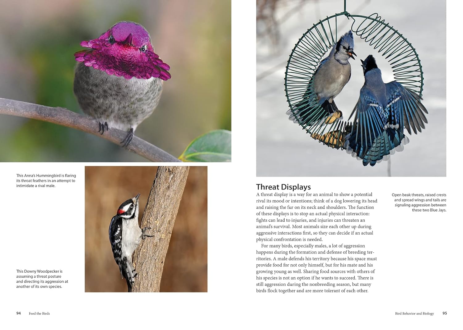 Feed the Birds: Attract and Identify 196 Common North American Birds
