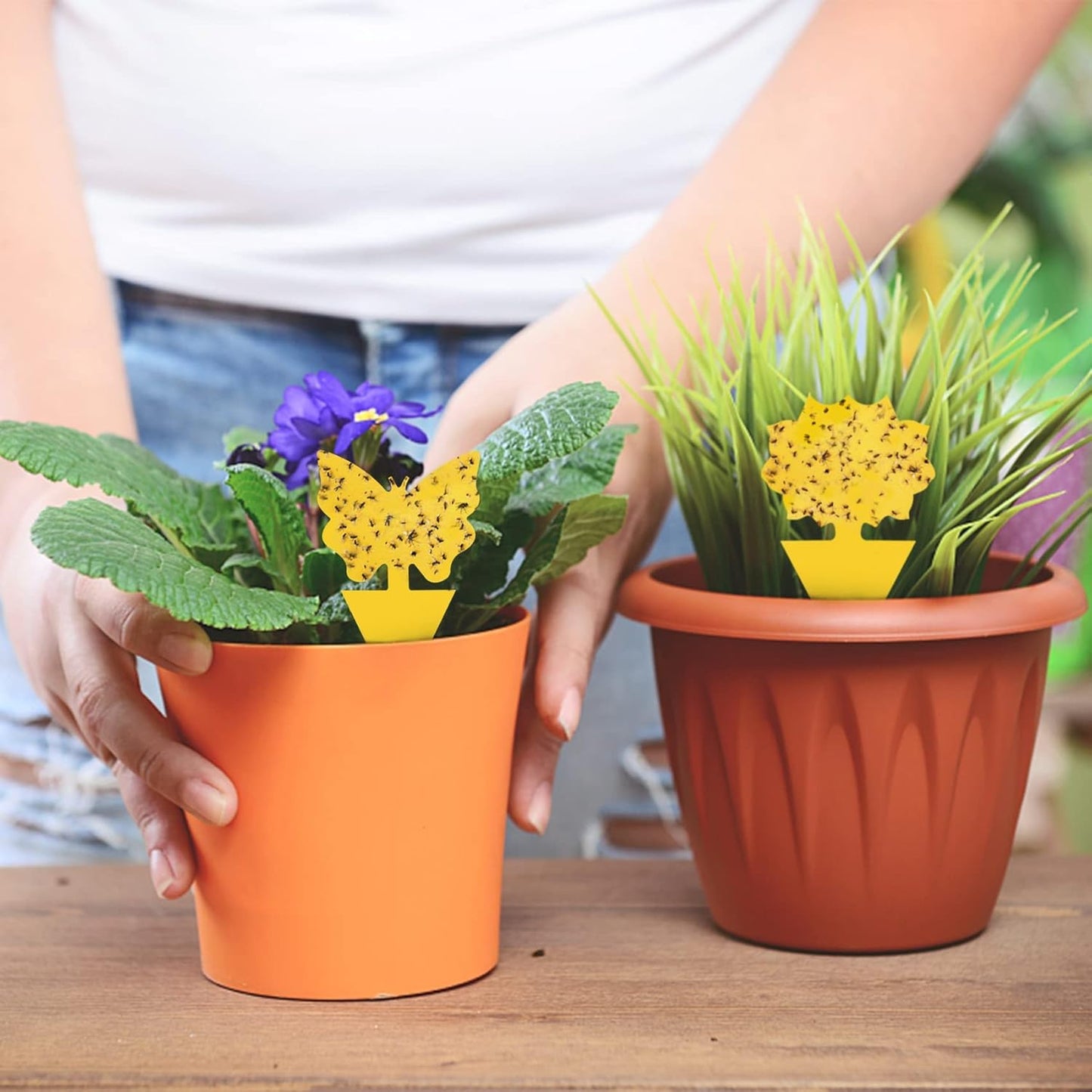 40 Pack Fungus Gnat Traps for House Indoor Yellow Sticky Traps for Gna
