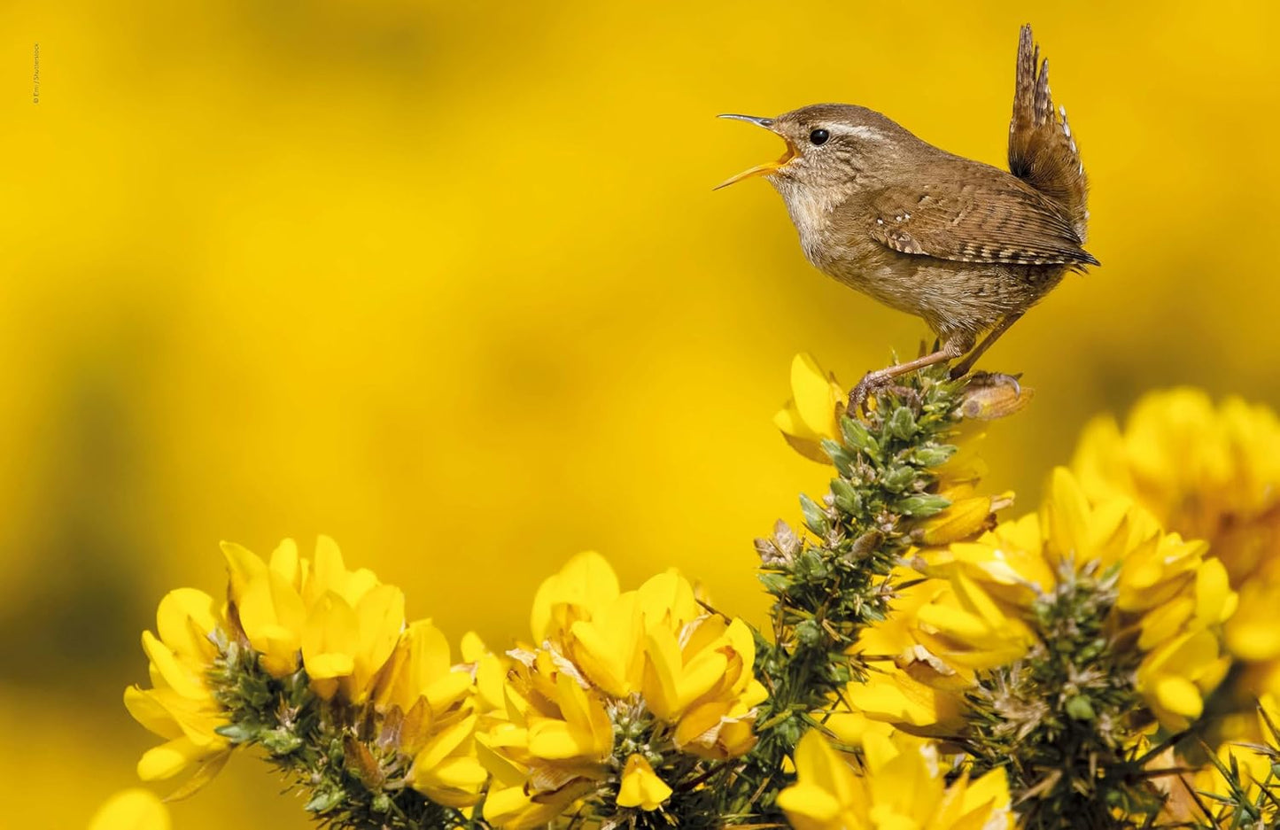 Lonely Planet The Joy of Birdwatching