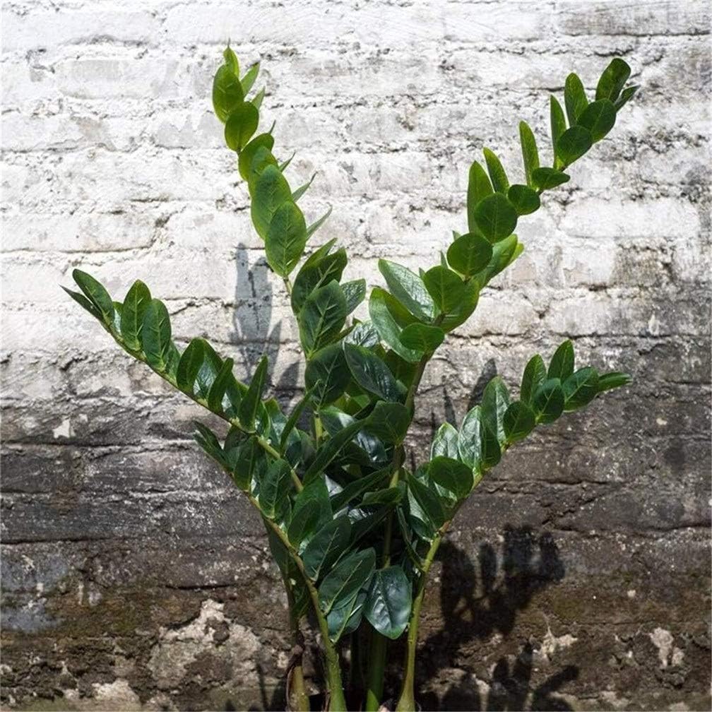 Home Fake Flower Pot Landscape Simple Garden Artificial Money Tree Green Potted Plant Indoor and Outdoor Decoration 60X85cm