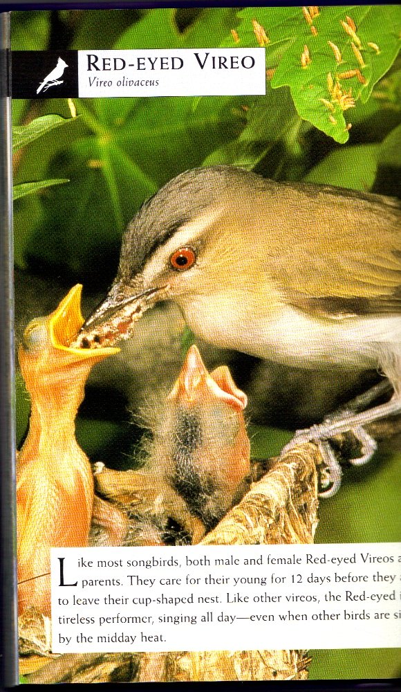 Birds (National Audubon Society First Field Guides)