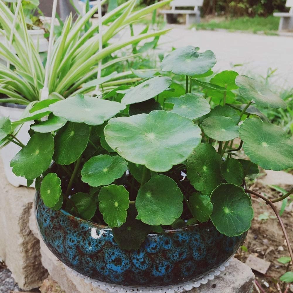 Lotus Bowl Planter for Indoor Water Planting - Hydroponic Container wi
