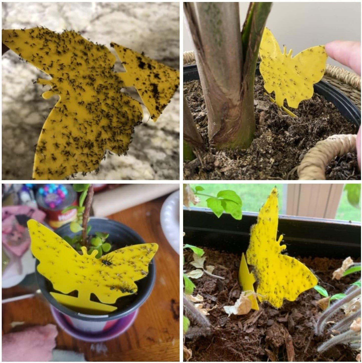 40 Pack Fungus Gnat Traps for House Indoor Yellow Sticky Traps for Gna