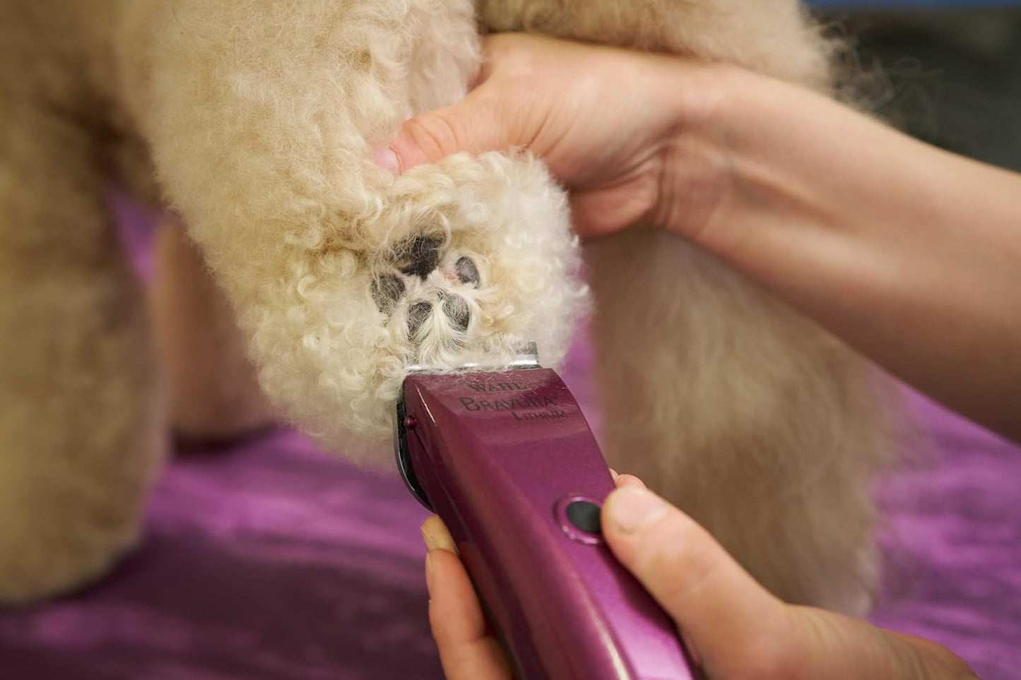 Wahl Professional Animal Bravura Pet, Dog, Cat, and Horse Corded/Cordl