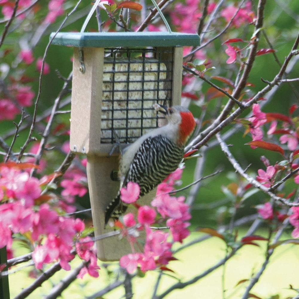 Naturesroom Poly-Lumber Prop Suet Feeder for Birds - Include 2 Bonus Suet Cake Cage Feeder Packs -Premium Insect and Peanut Suet Cakes for Feeder Basket Holder, Green/Brown, 12"L x 8"W X 3"D (sntp)