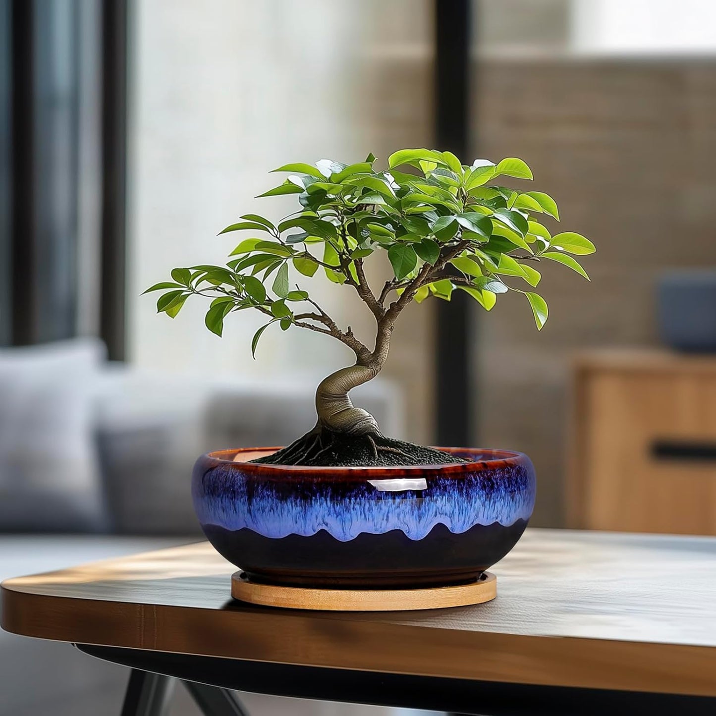 SQOWL 7 Inch Round Ceramic Succulent Planter Pot Drip Glazed Shallow P