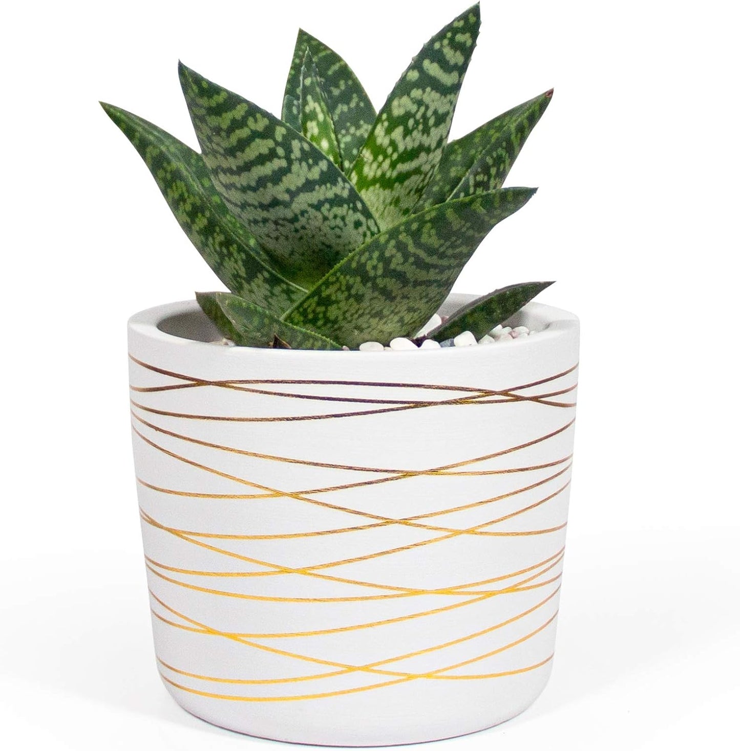 Willowy 6 Inch Ceramic Pot - Matte White with Gold Stripes - Drainage Plug Included