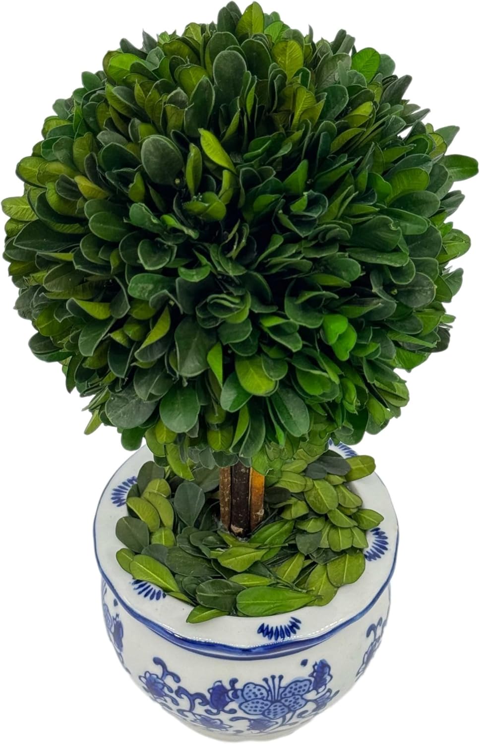 Galt International Naturally Preserved Boxwood Ball Topiary Tree in Round Hand Painted Blue & White Ceramic Pot Planter - European Rococo Home Decor Classic Chinoiserie Small 11" Tall Topiary