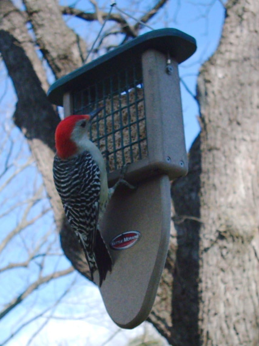 Kettle Moraine Recycled Plastic Single Suet Cake Tail Prop Suet Bird F