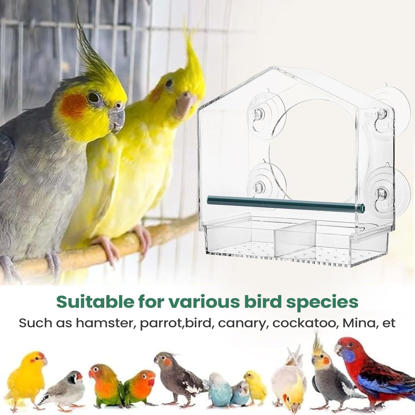 Bird Feeder Suction Cup Window – Spill-Proof Food Box | Acrylic Detach