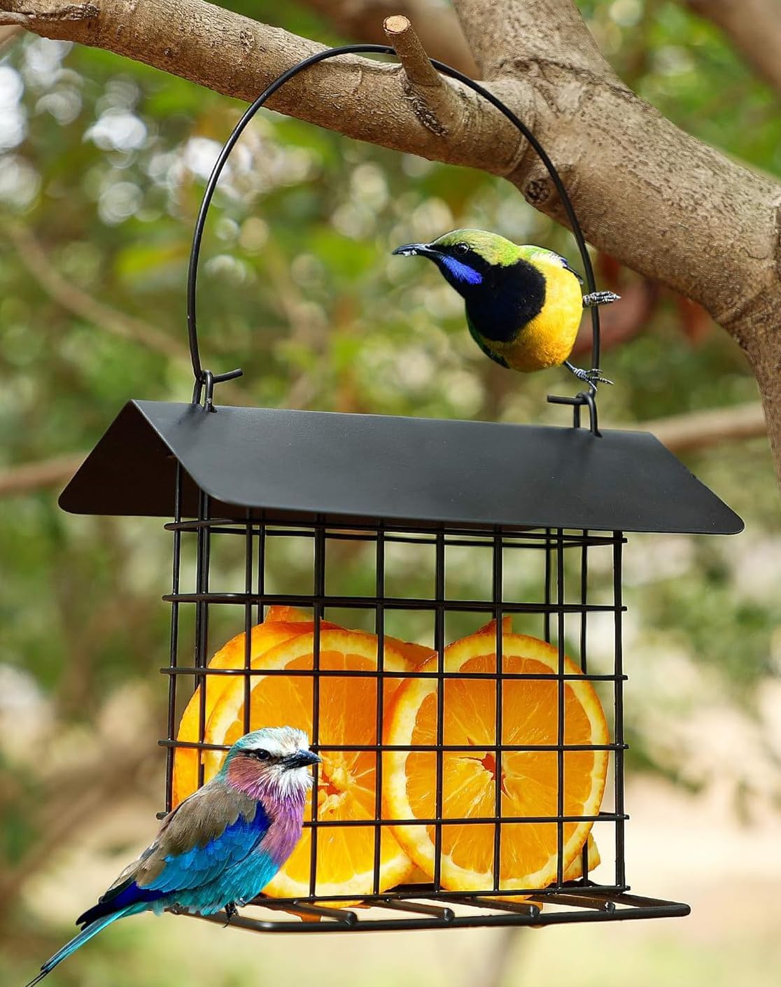 Durable Roof Top Bird Parrot Suet Reusable Feeder Stand for Outside Garden Yard Patio Hanging Metal Suet Cake Holder Squirrel Proof Weatherproof for Wild Hummingbird Woodpecker