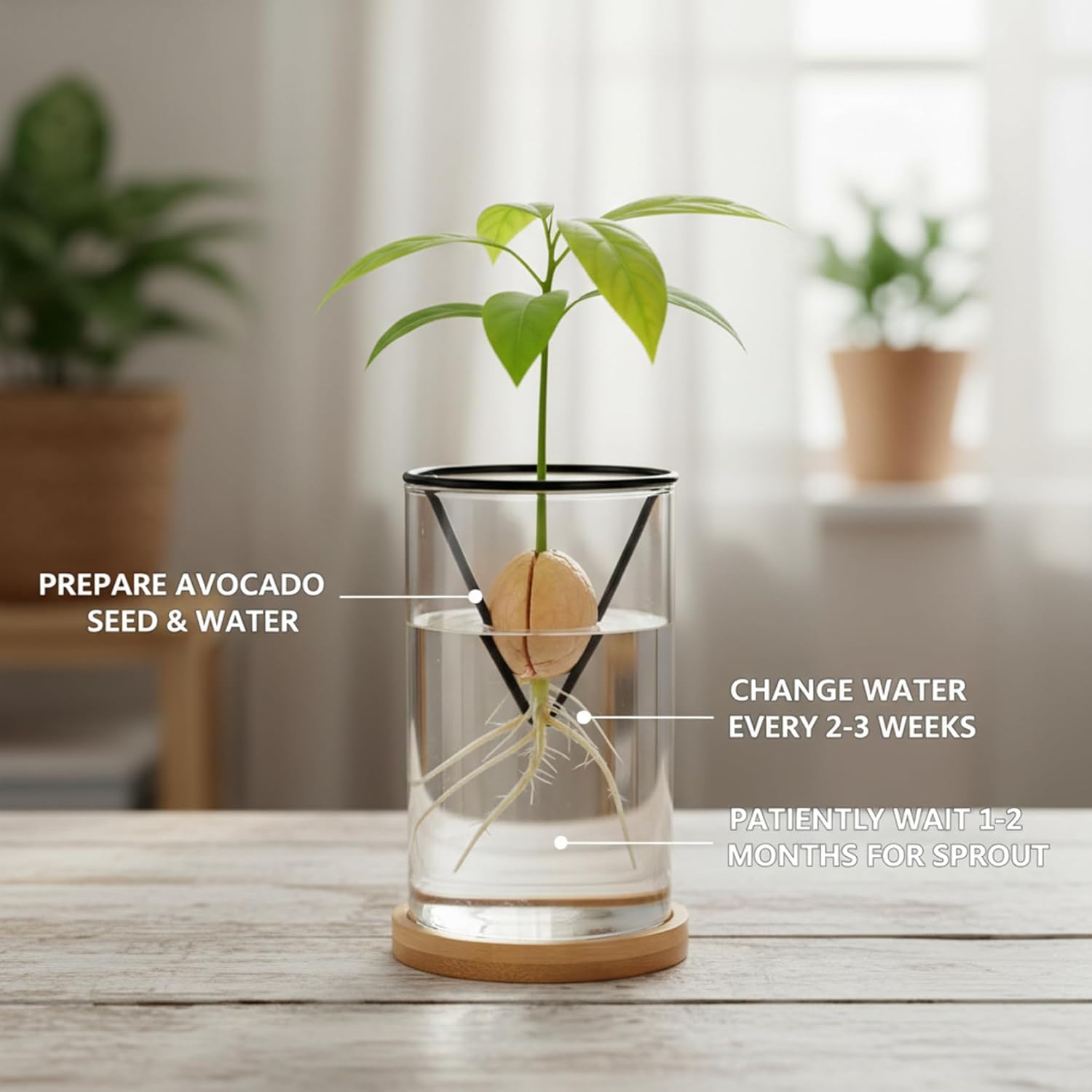 Avocado Tree Growing Kits, Avocado Growing Vase Wooden Base Seed Start
