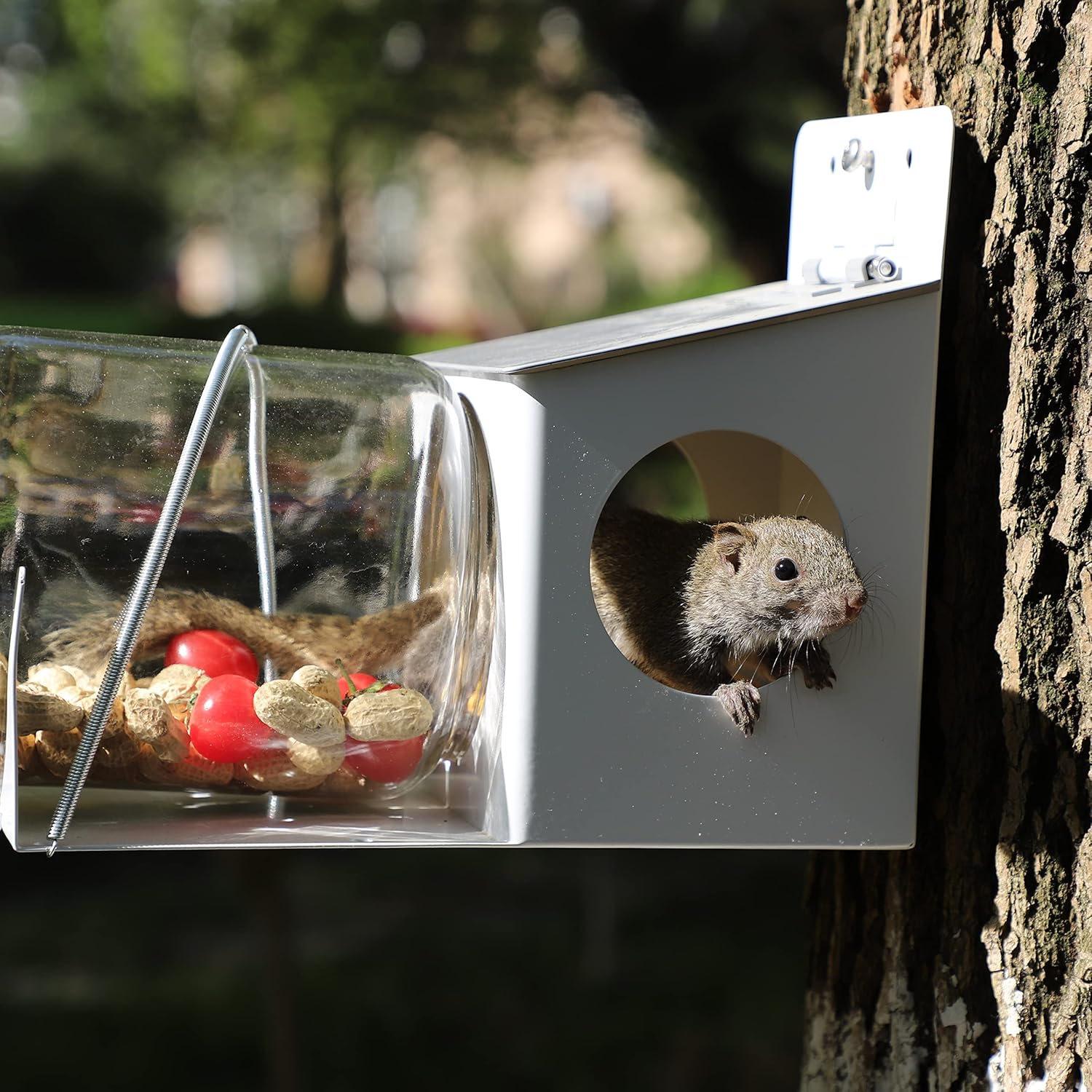 Squirrel Feeder, Backyard Gallon Jar Squirrel Feeder for Outside,Enjoy