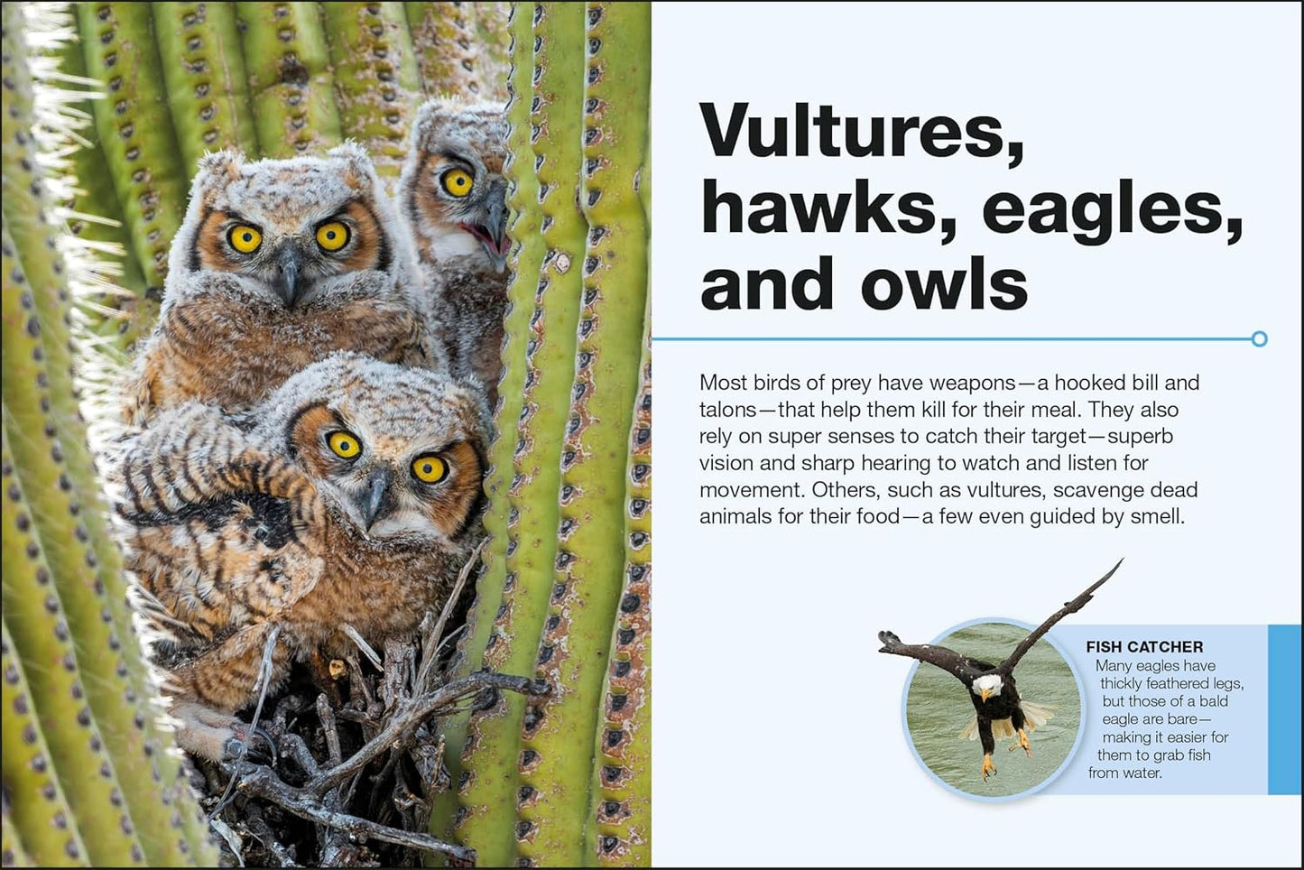 Pocket Genius Birds of North America