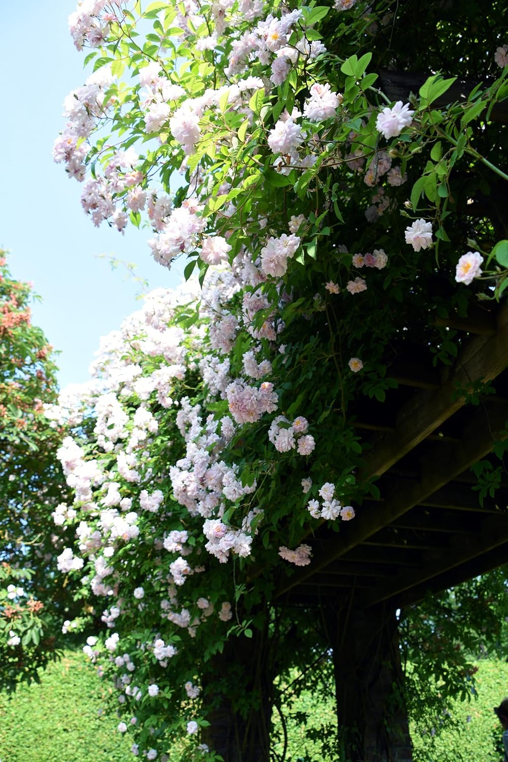 Okatsune No. 133 Pruning Skin Sack, 1 Piece Long, Width 11.6 x Height 3.9 x Depth 15.0 inches (2880 x 101 x 380 mm)