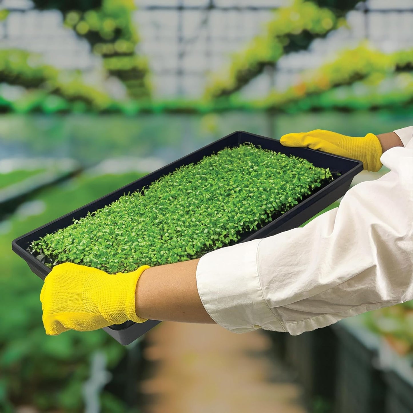 10 Plant Growing Trays (WITH Drain Holes) - 20" x 10" - Perfect Garden Seed Starter Grow Trays: For Seedlings, Indoor Gardening, Growing Microgreens, Wheatgrass & More - Soil or Hydroponic