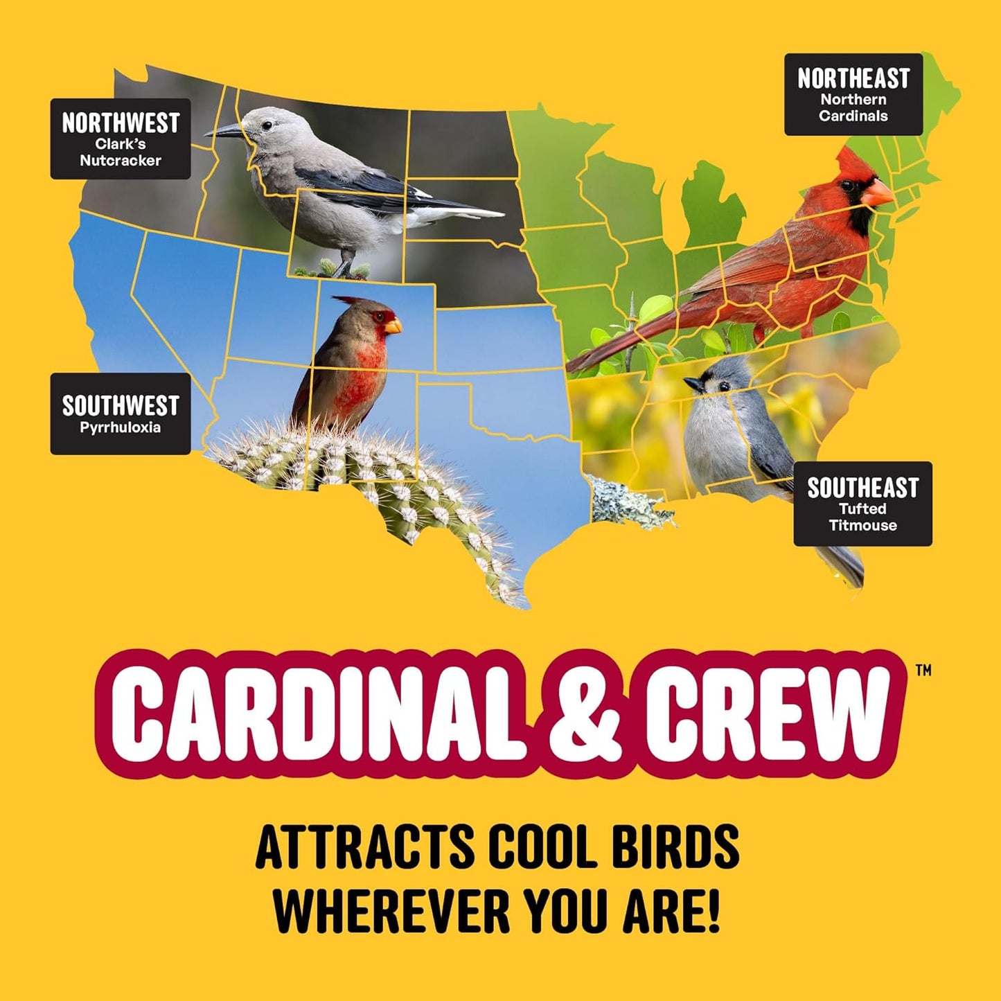 Cardinal & Crew Wild Bird Seed – 10 lb. Black Oil Sunflower, Sunflower