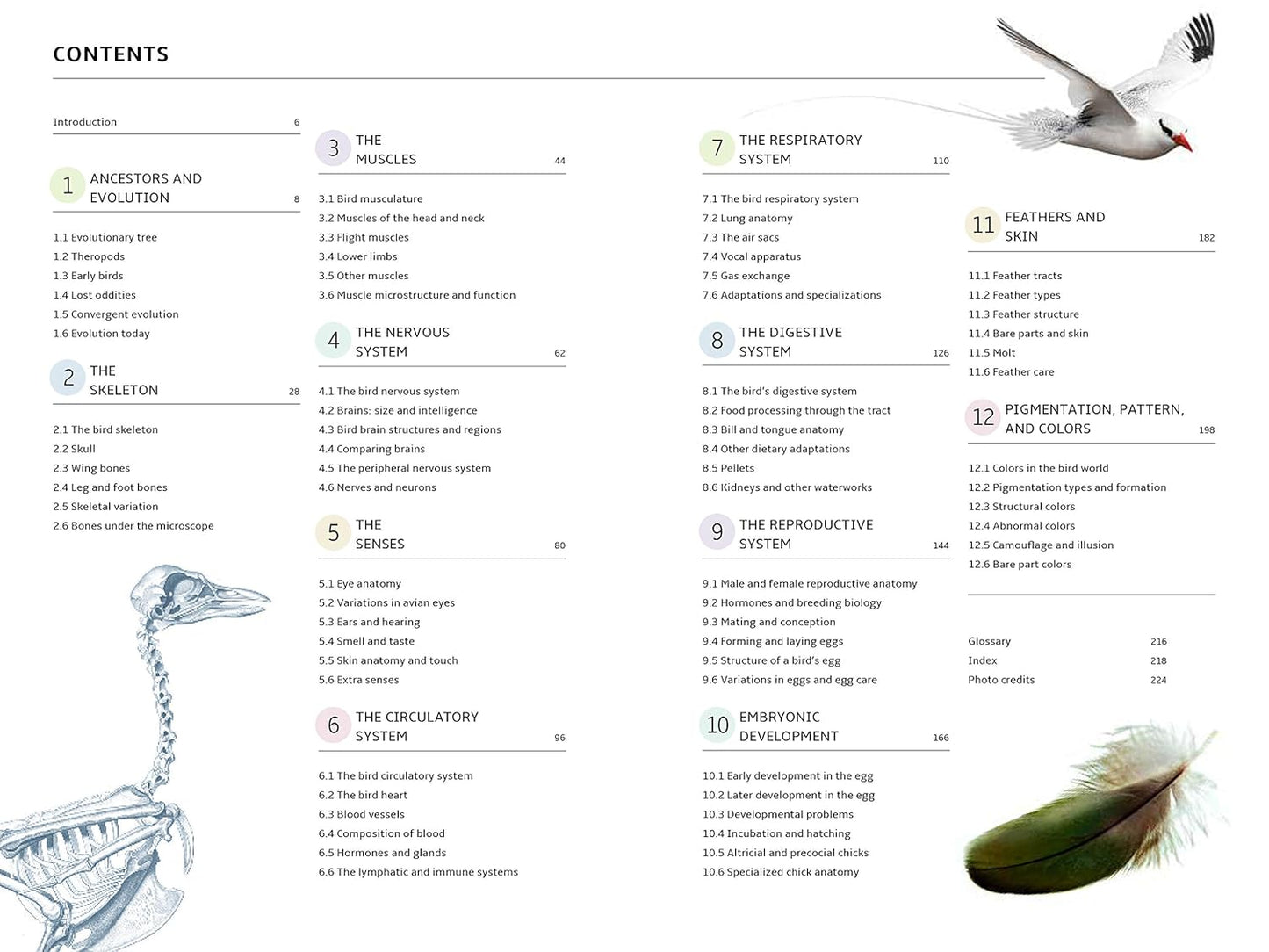 How Birds Work: An Illustrated Guide to the Wonders of Form and Function―from Bones to Beak (How Nature Works)