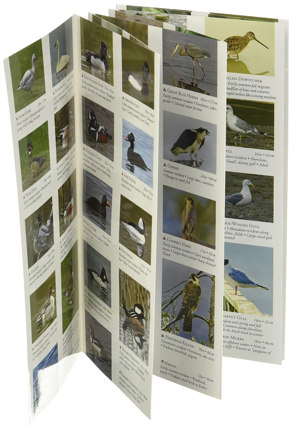 A Field Guide to Birds of the Pacific Northwest
