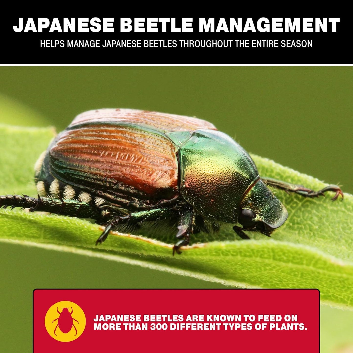 Catchmaster Japanese Beetle Traps Outdoor 3PK, Flying Insect Trap Bag 