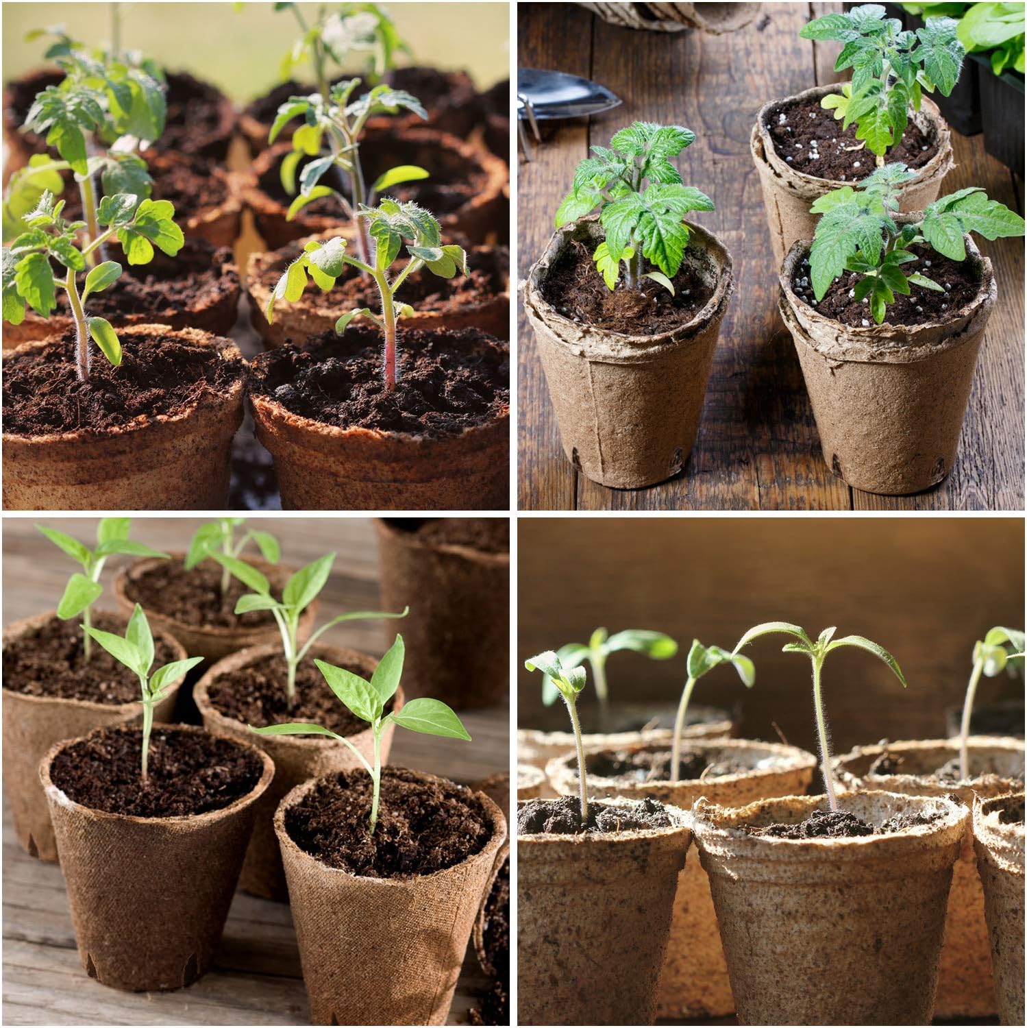 homenote Peat Pots, 60 Pcs 3.15 Inch Seed Starting Pots with Drainage 
