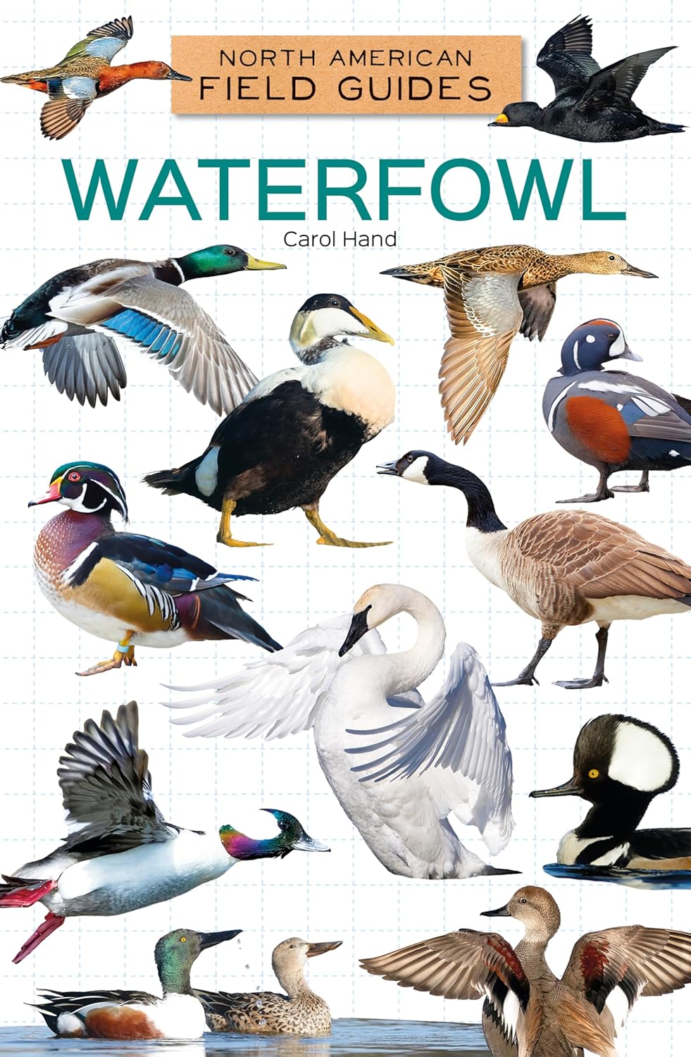 Waterfowl (North American Field Guides Set 4)