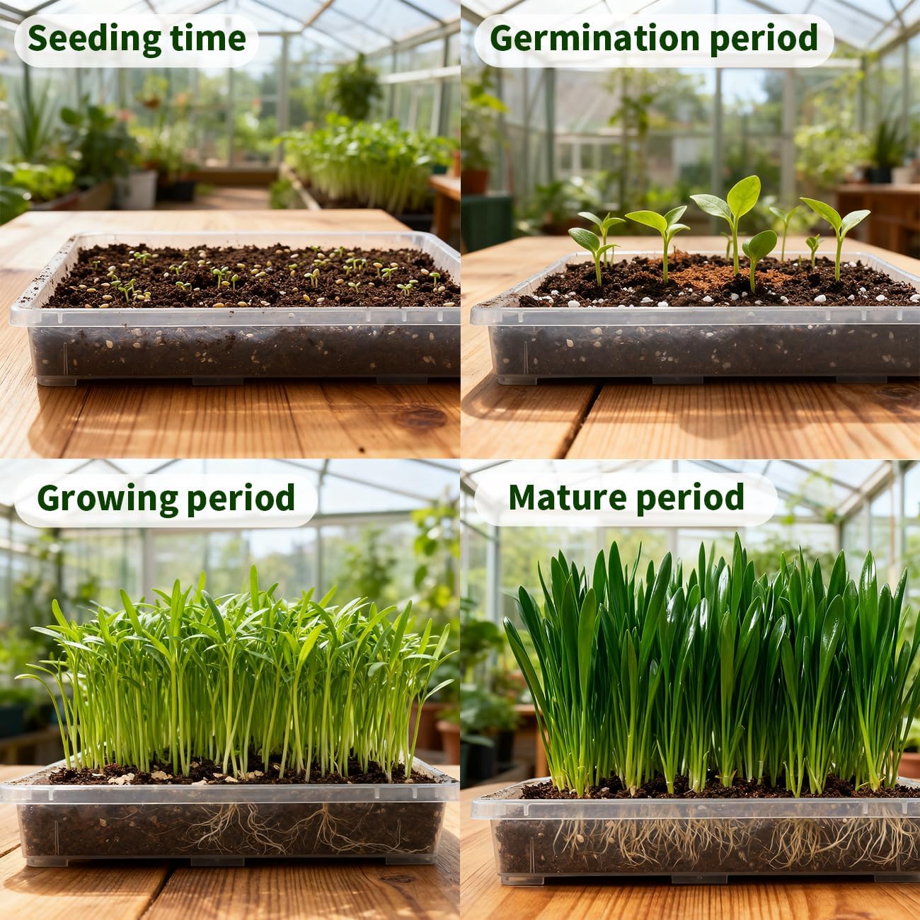 Clear Seed Starter Trays 5 Pack(17"x11"x2"), Reusable Plastic Carrying