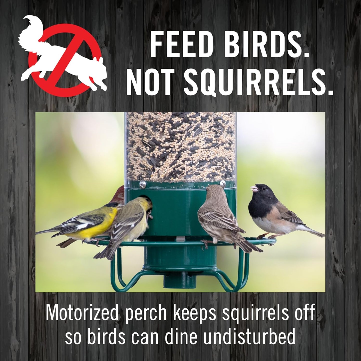 Droll Yankees Squirrel Proof Bird Feeders for Outdoors - YF-M - Flipper, Collapsible Perches, 5-Pound Seed Capacity, Green