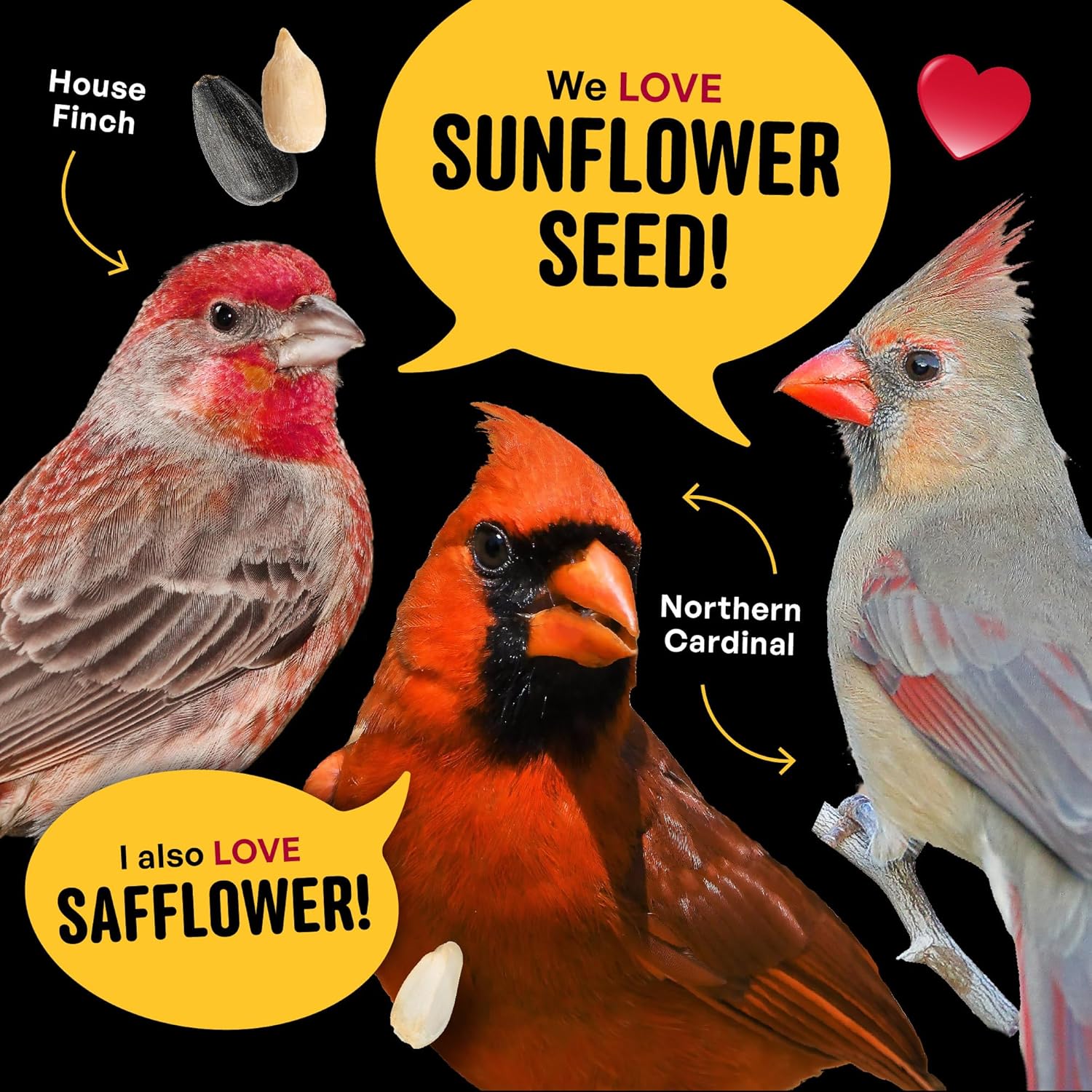 Cardinal & Crew Wild Bird Seed – 10 lb. Black Oil Sunflower, Sunflower