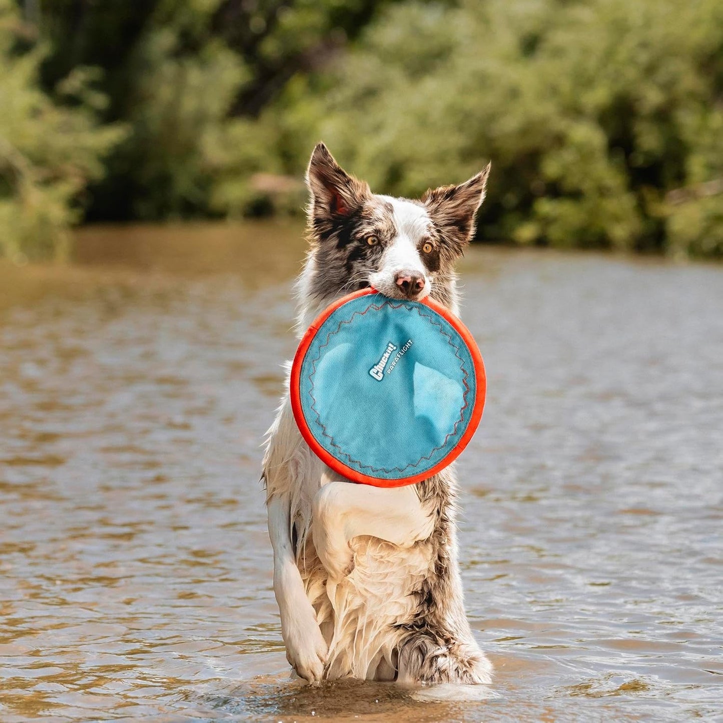 Chuckit! Paraflight Flying Disc Dog Toy - Water Floating Flyer - Durab