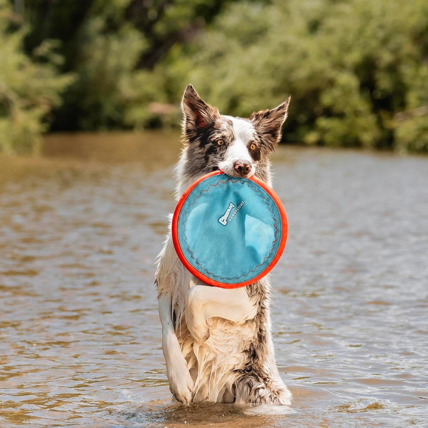 Chuckit! Paraflight Flying Disc Dog Toy - Water Floating Flyer - Durab