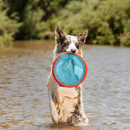 Chuckit! Paraflight Flying Disc Dog Toy - Water Floating Flyer - Durab