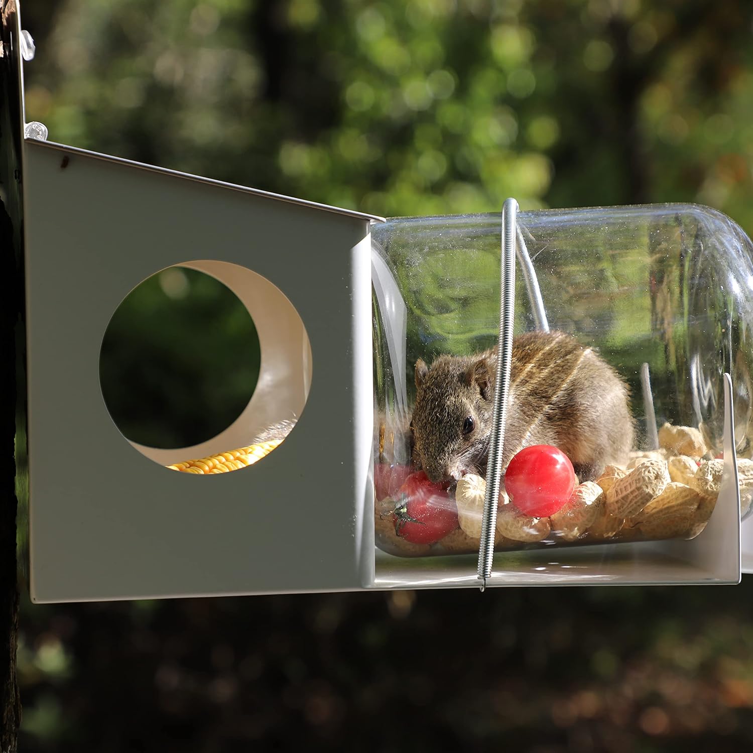 Squirrel Feeder, Backyard Gallon Jar Squirrel Feeder for Outside,Enjoy