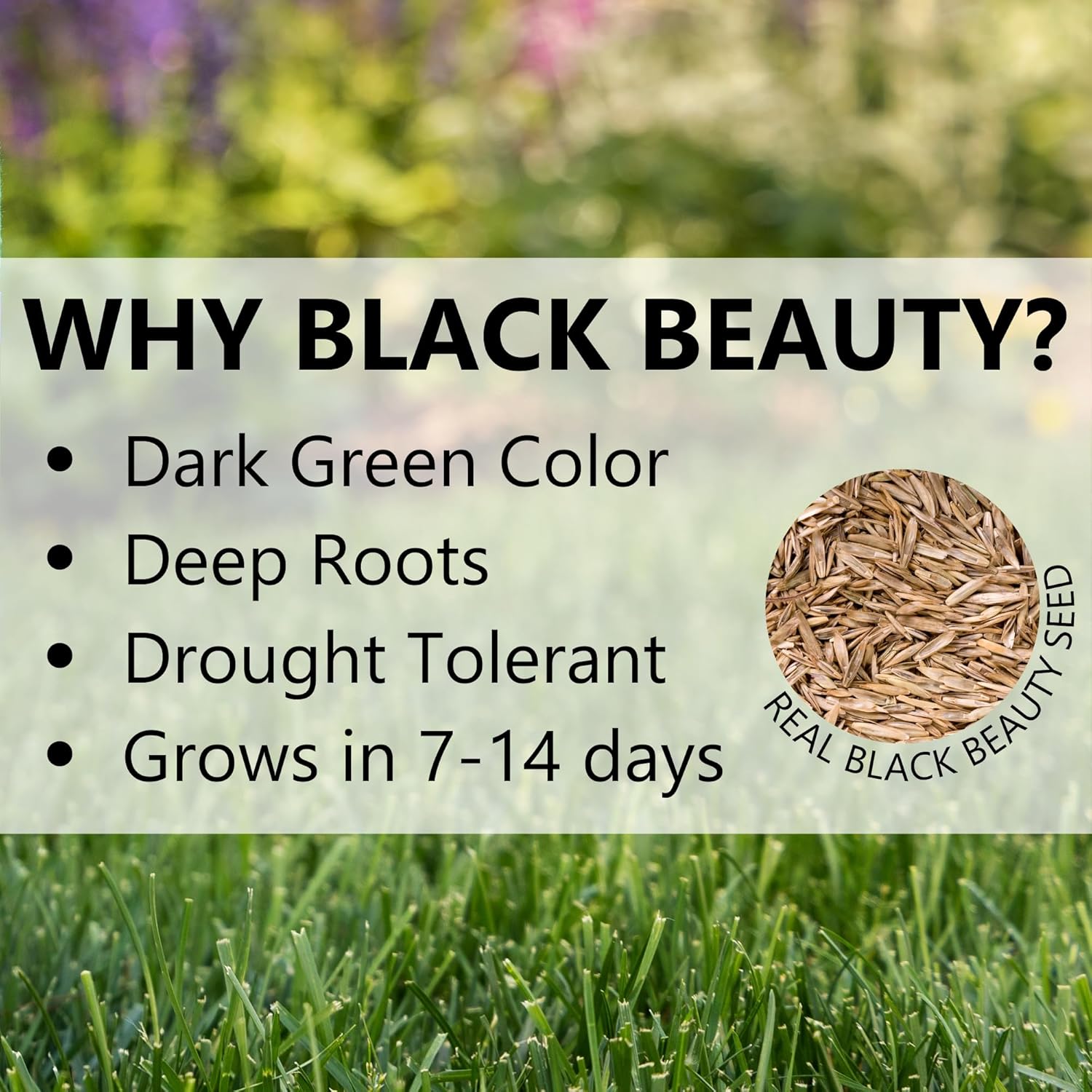 Jonathan Green (10322) Black Beauty Ultra Grass Seed - Cool Season Law