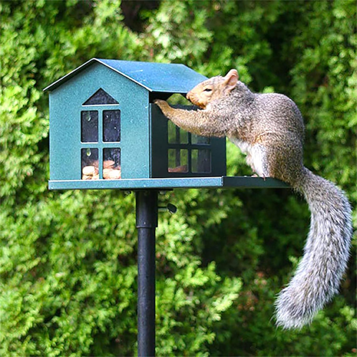 Erva Peanut Pantry Squirrel Feeder - Heavy Duty Steel - Premium Verdig