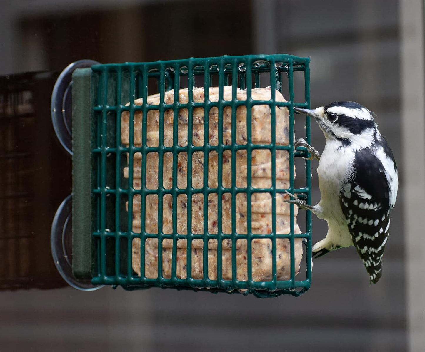 Kettle Moraine Window Mount Single Suet Cake Woodpecker Bird Feeder