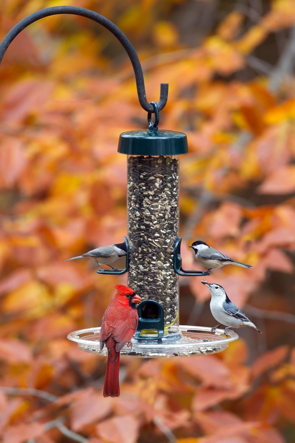 Brome Tube 150 Wild Bird Feeder, Metal, 4 Seed Ports, 2.6 lb Capacity, Extra-Wide Perches, Easy to Fill & Clean, Pole-Mountable, Seed Tray Available