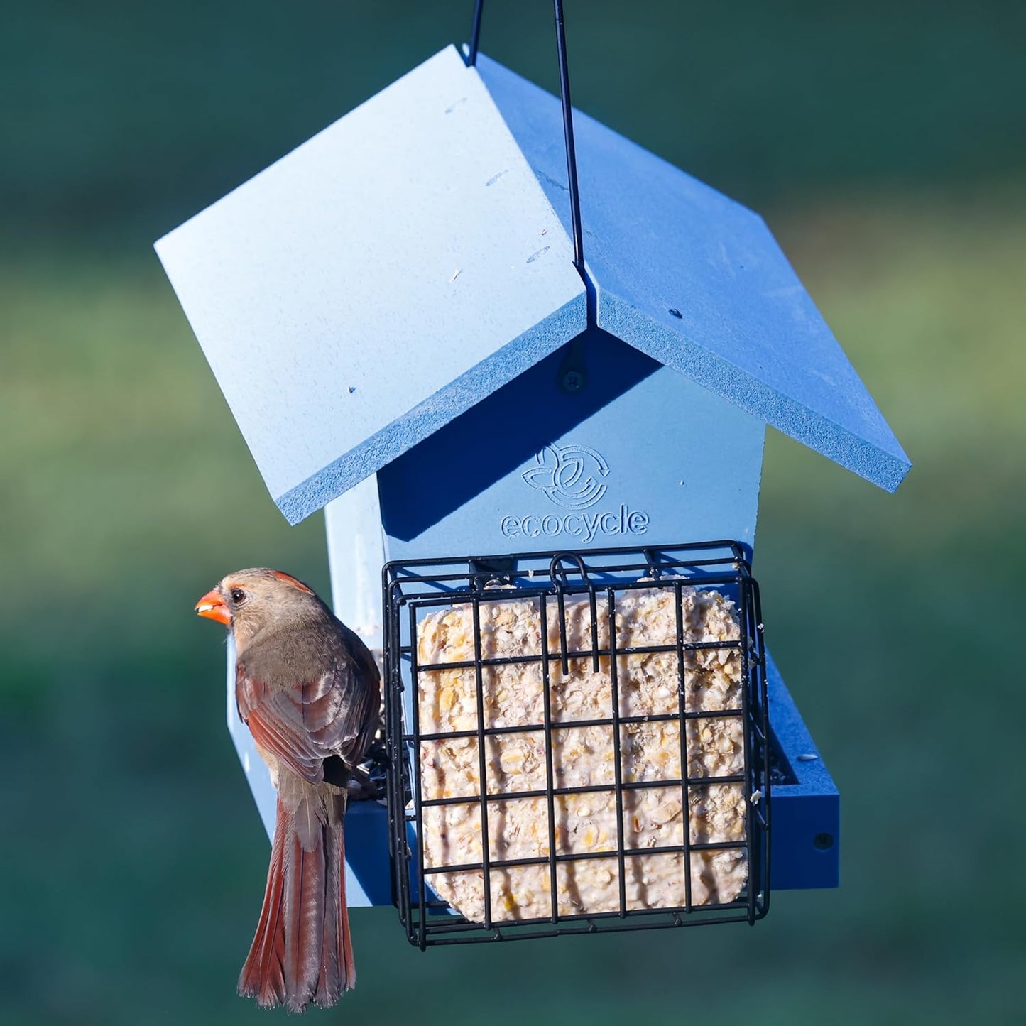 Hopper Hangout Recycled Plastic Hopper Bird Feeder with Latching Suet Cages & Fresh Seed Tray for Wild Birds and Outdoor Décor, 3 Quart Capacity, 2 Suet Cake, Blue