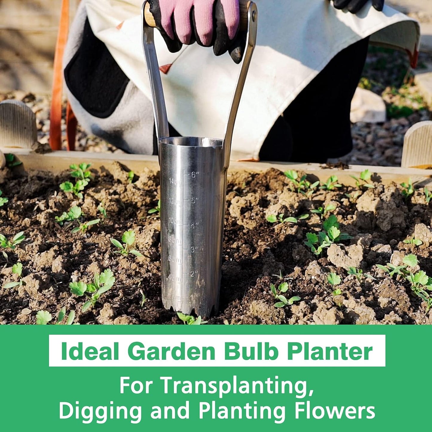 Berry&Bird Garden Bulb Planter with 6 inches Depth Mark, Garden Bulb Transplanter Tool with Wooden Handle, Stainless Steel Soil Release Tool for Transplanting Digging Planting Flowers