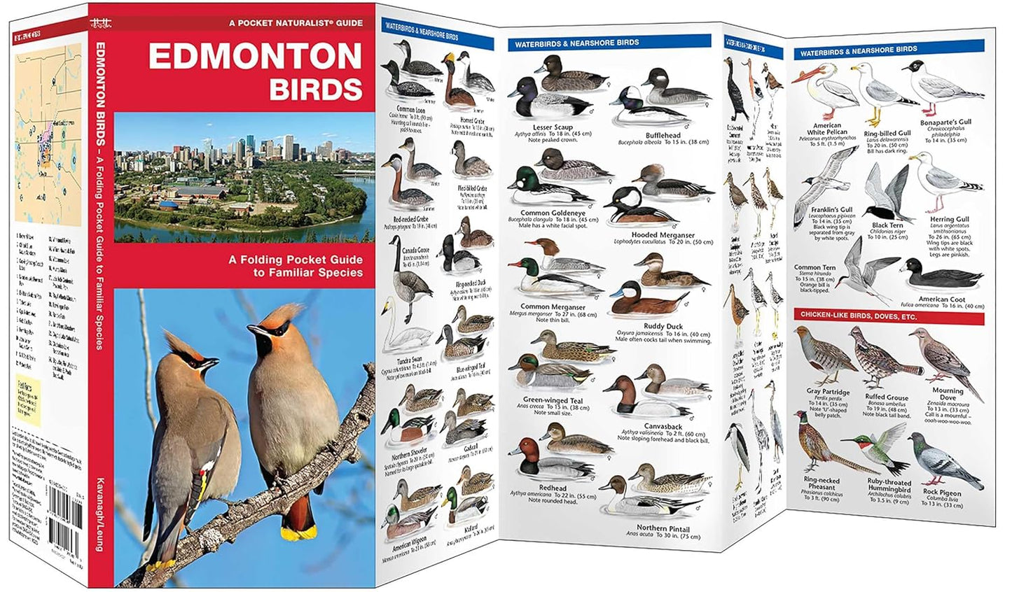 Edmonton Birds (Nature Observation North America)